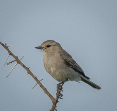 Bradornis microrhynchus