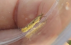 Ypsolopha ustella