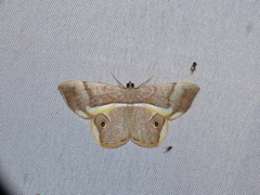 Opisthoxia