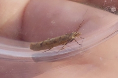 Ypsolopha ustella