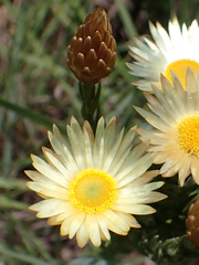 Helichrysum herbaceum