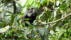 Cercopithecus nictitans