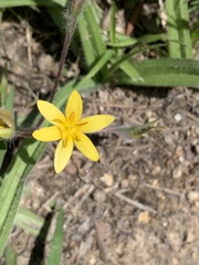 Hypoxis villosa