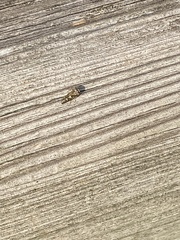 Orchesella villosa