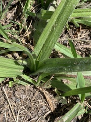 Hypoxis villosa
