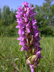 Dactylorhiza incarnata incarnata