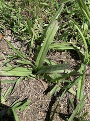 Hypoxis villosa