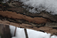 Phellinopsis conchata