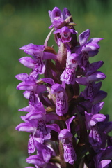 Dactylorhiza incarnata incarnata