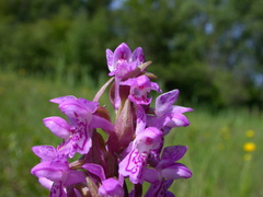 Dactylorhiza incarnata incarnata