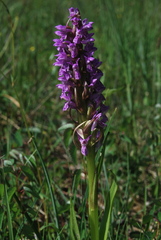 Dactylorhiza incarnata incarnata