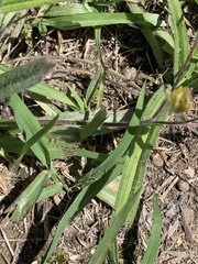 Hypoxis villosa