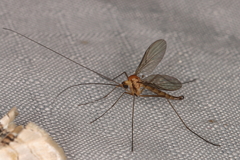 Macrocera