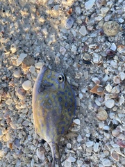 Acanthostracion quadricornis