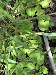 Dichondra repens