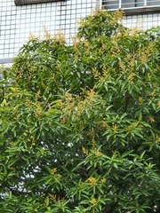 Mangifera indica
