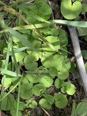Dichondra repens