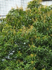Mangifera indica