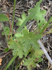 Geranium ornithopodon