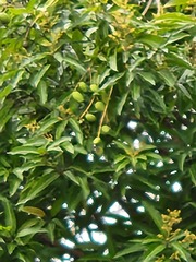 Mangifera indica