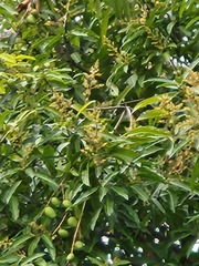 Mangifera indica