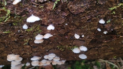 Crepidotus cesatii