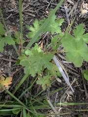 Geranium ornithopodon