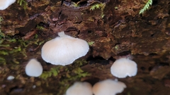 Crepidotus cesatii
