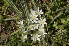 Ornithogalum fimbriatum