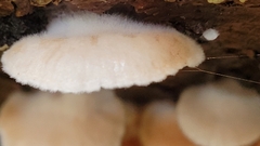 Crepidotus cesatii