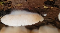 Crepidotus cesatii