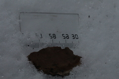 Phellinopsis conchata