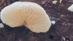 Crepidotus cesatii