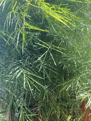 Phyllostachys