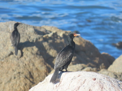 Microcarbo coronatus