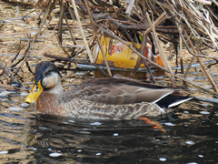 Anas platyrhynchos × zonorhyncha