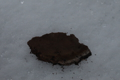 Phellinopsis conchata