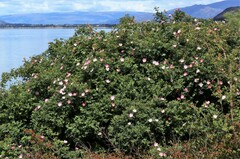 Rosa rubiginosa