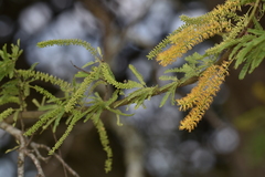 Prosopis affinis