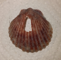Argopecten irradians concentricus