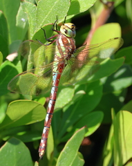 Zosteraeschna minuscula