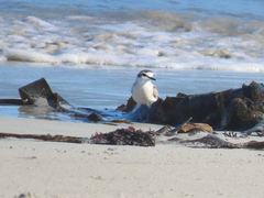 Charadrius marginatus
