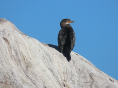 Microcarbo coronatus