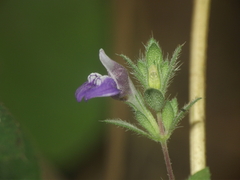 Hygrophila serpyllum