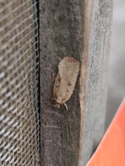 Agonopterix yeatiana