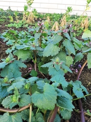 Lamium purpureum