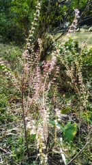 Mosla dianthera