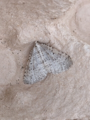 Colostygia multistrigaria