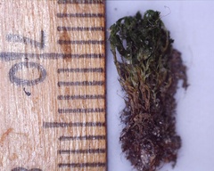 Bryophyta
