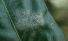 Podosphaera tridactyla